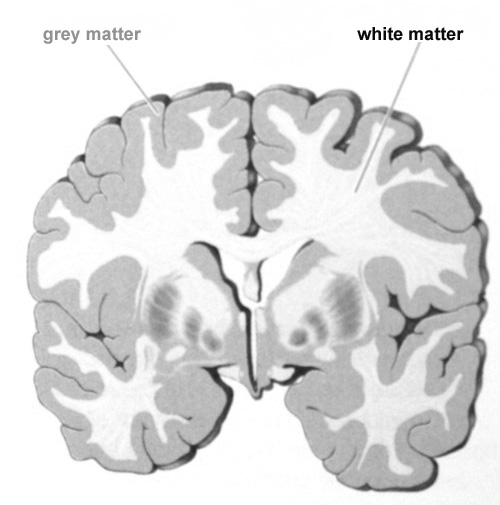 grey_matter_engl