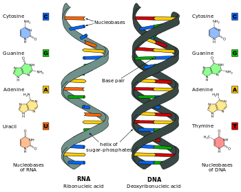 DNA_RNA-EN.svg