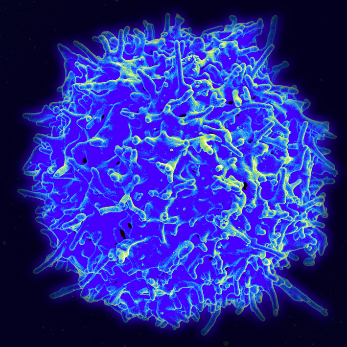 T_Cell_rid